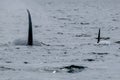 Two killer whales in Tofino with the fin above water, view from boat on two killer whale Royalty Free Stock Photo