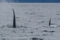 Two killer whales in Tofino with the fin above water, view from boat on two killer whale Royalty Free Stock Photo