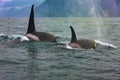 Selective focus. Two killer whales in the wild resting