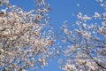 Two kinds of cherry blossoms