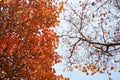 two kinds of Ginko trees in fall Royalty Free Stock Photo