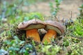 Two king boletus edulis