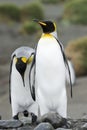 Two King Penguin (Aptenodytes patagonicus) walking behind each other Royalty Free Stock Photo