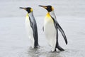 Two King Penguin (Aptenodytes patagonicus) walking behind each other Royalty Free Stock Photo