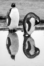 Two king penguins - Aptendytes patagonica - standing on beach reflecting in water. South Georgia, Antarctica. Black, white photo Royalty Free Stock Photo