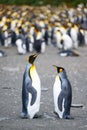 Two king penguins - Aptendytes patagonica - standing in front of colony, South Georgia Royalty Free Stock Photo