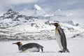 Two King penguins in fresh snow on South Georgia Island