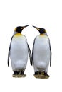 Two king penguins isolated on the white background Royalty Free Stock Photo