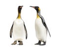 Two King penguins looking each other, isolated Royalty Free Stock Photo