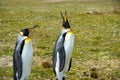 Two King Penguins Royalty Free Stock Photo