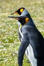 Two King Penguins out for a walk Royalty Free Stock Photo