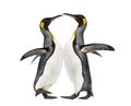 Two king penguins playing, isolated Royalty Free Stock Photo