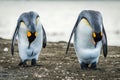 Two king penguins preening stomachs on beach Royalty Free Stock Photo