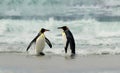 Two King penguins returning from sea to a coastal area Royalty Free Stock Photo