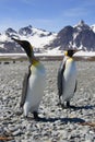 Two King Penguins on South Georgia