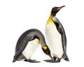 Two king penguins togethere in front of white background Royalty Free Stock Photo