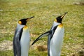 Two King Penguins out for a walk Royalty Free Stock Photo