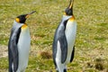 Two King Penguins out for a walk Royalty Free Stock Photo