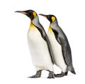 King penguin standing, isolated Royalty Free Stock Photo