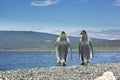 Two king pinguins near sea going form the camera