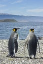 Two king pinguins near sea