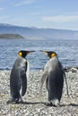 Two king pinguins near sea