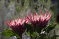 Two King Protea, Protea cynaroides Royalty Free Stock Photo