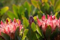 Two King Protea, Protea cynaroides flower heads with flower bud in centre, Royalty Free Stock Photo