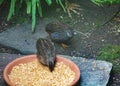 two king quail while feeding. They are the smallest quail in the world