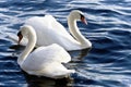 Two king swans Royalty Free Stock Photo