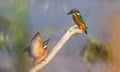 Two Kingfishers Courting