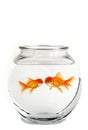 Two Kissing Goldfish Royalty Free Stock Photo