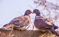 two kissing pigeons on a fence in the countryside, strong love Royalty Free Stock Photo