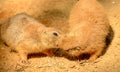 Two kissing prairie dogs on the ground Royalty Free Stock Photo