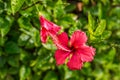 Two kissing red hibiscus flowers on a green background Royalty Free Stock Photo