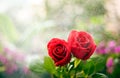 Two kissing roses Royalty Free Stock Photo