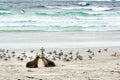 Young sea lions- Neophoca cinerea - on beach of Seal Bay, Kangaroo Island, Australia. Wild Australian  sea lions at the beach Royalty Free Stock Photo