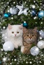 Two kitten lying in a christmas tree Royalty Free Stock Photo