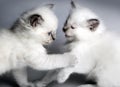 Two kitten playing