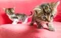Two kitten playing together Royalty Free Stock Photo