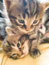 Two kitten playing together Royalty Free Stock Photo