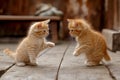two kitten playing together as friends. generative ai Royalty Free Stock Photo