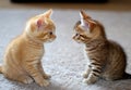 two kitten playing together as friends. generative ai Royalty Free Stock Photo