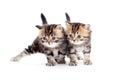 Two kitten pure breed striped british isolated