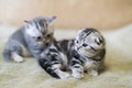 Two kitten scottish fold breed lying on bed