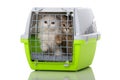 Two kitten in a transport box