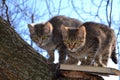 Two kitten in a tree Royalty Free Stock Photo