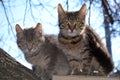 Two kitten in a tree Royalty Free Stock Photo