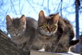 Two kitten in a tree Royalty Free Stock Photo