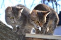 Two kitten in a tree Royalty Free Stock Photo